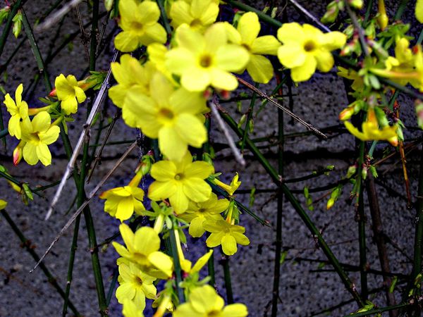 Jasminum-nudiflorum--5-.JPG