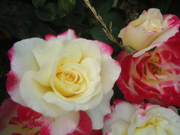 Des-Roses.N-5704.JPG