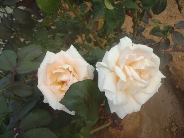 Deux-Roses.N-6246.JPG
