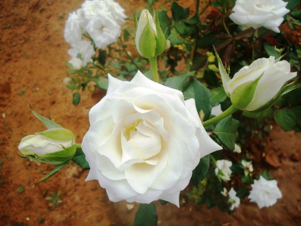 Roses-Blanches.N-6254.JPG