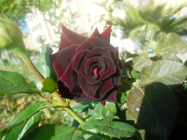 Une Rose noire.N°6113