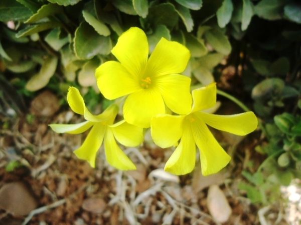 Fleurs-jaunes.N-7355.JPG