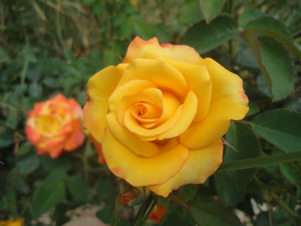 Rose-jaunes.N-5663.JPG
