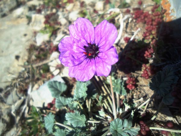 Une fleur.N°7750