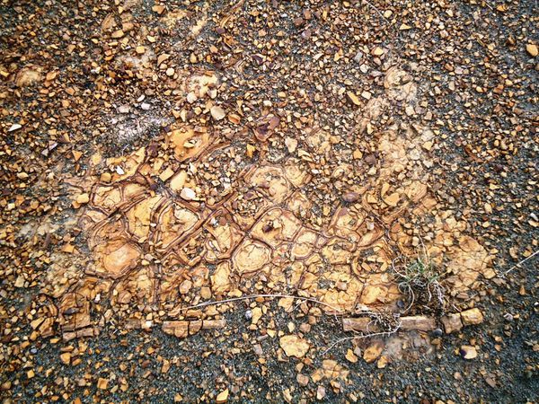 Mosaique naturelle.N°4113