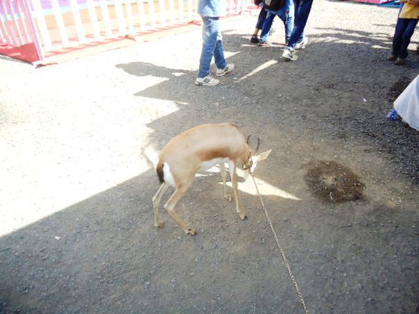 Une gazelle en captivité.