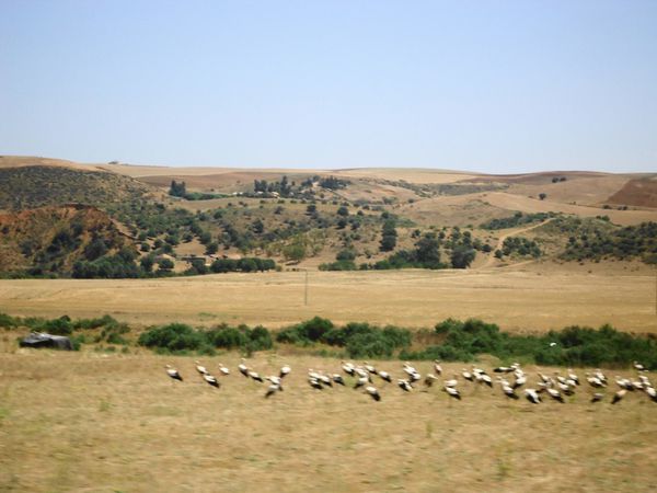 Des-cigognes.JPG