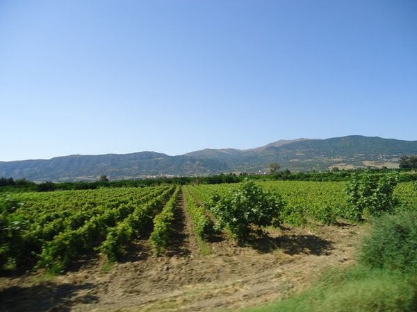 Un-champs-de-vignes-JPG