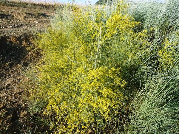 Une-plante-mellifere-JPG