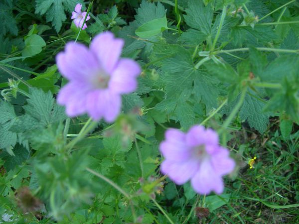 DSCN2512.JPG