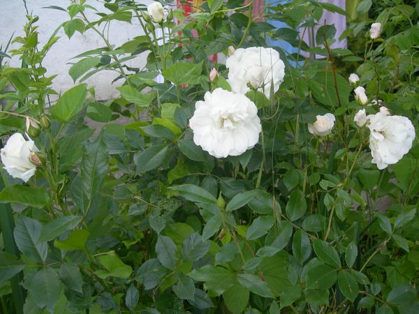 DSCN2513.JPG