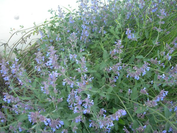 DSCN2515.JPG