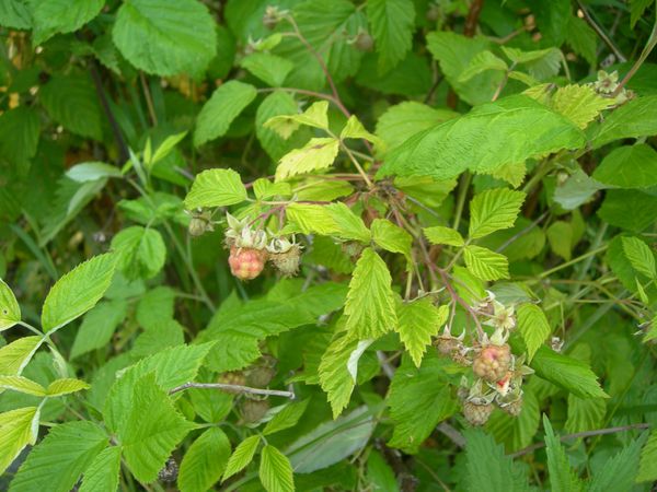 DSCN2516.JPG