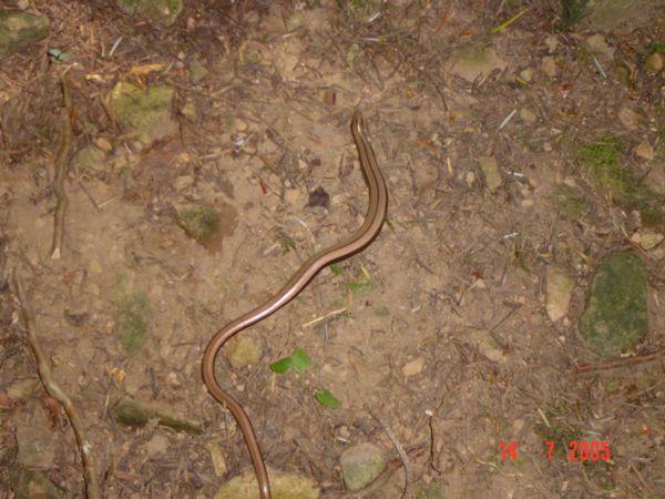 43- Un habitant de la forêt