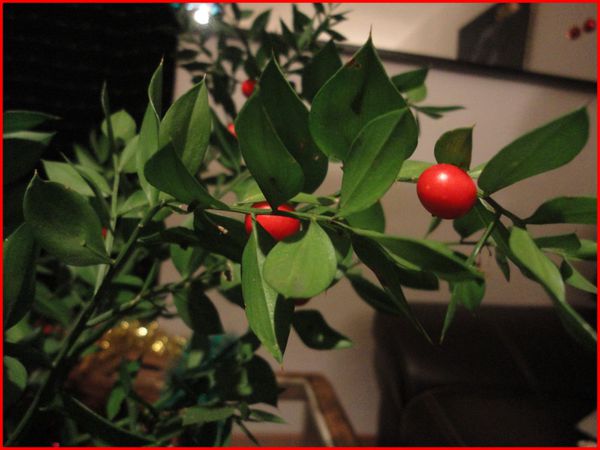 Decembre-2011.Pitoulette.Ble.Houx.Deco-Noel-Ophrys-009.jpg