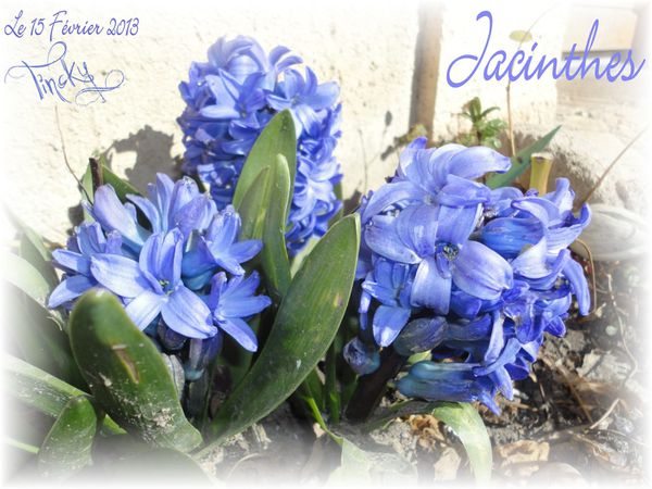 Le-15-Fevrier-2013-les-Jacinthes-ont-bien-fleuri-026.jpg