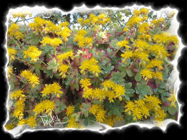 bisN-1-BLOG-Plante-Grasse-en-fleurs-le-1er-Avril-2012-N-4.jpg