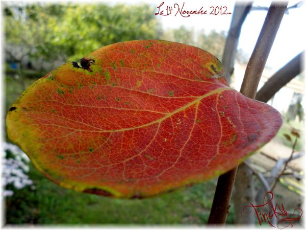 2012...Le 14 Novembre&LesCouleursD'automne+LesChry-copie-8