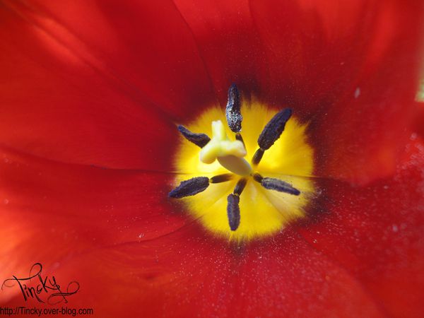 2013-.-Avril-le-10-.-Les-Narcisses-et-la-Tulipe--copie-2.jpg