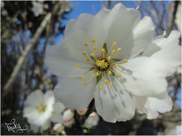 Fleurs-de-l-Amandier-le-4-Fevrier-2014-118.jpg