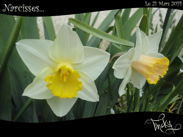 Le-21.03.2014-Narcisses-059.jpg
