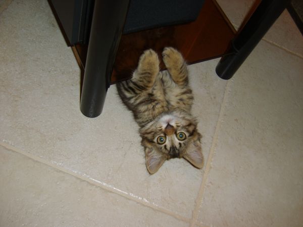 chatssport-Oggy-2