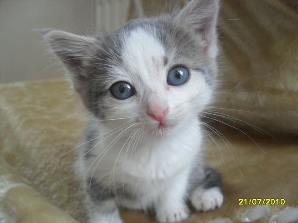 ChatNina-8