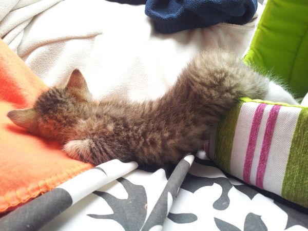 Simba3