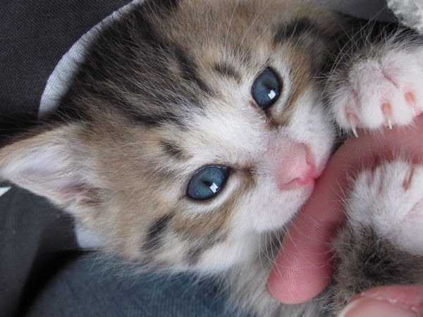 Simba5