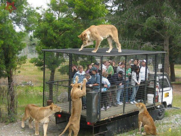 lions en liberté