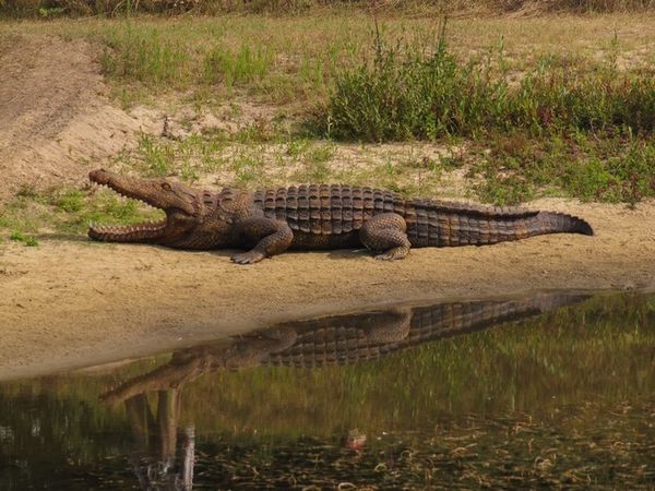 crocodile-grandeur-nature-Oceanic-Aventure.jpg