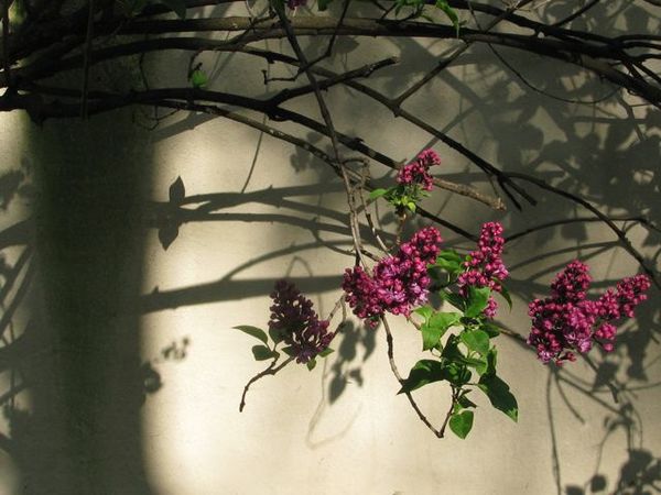 lilas ombre tronc