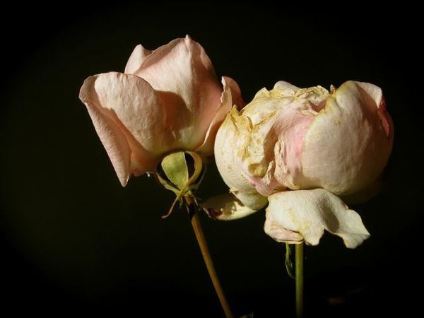 rosesint7995.jpg