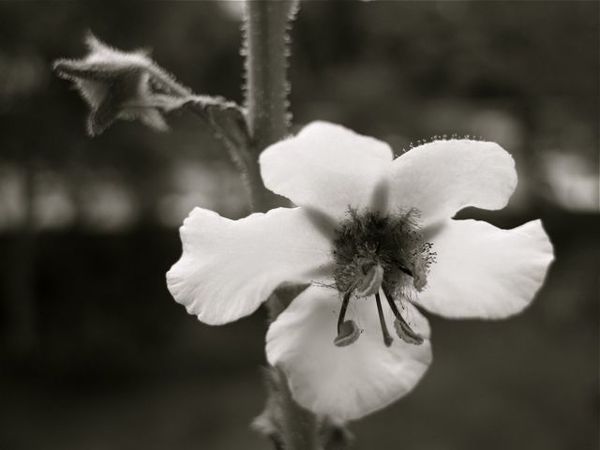 fleur inconnue