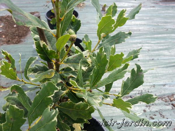 Quercus-robur--albomarginata---2-.jpg