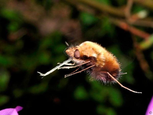 Bombyle