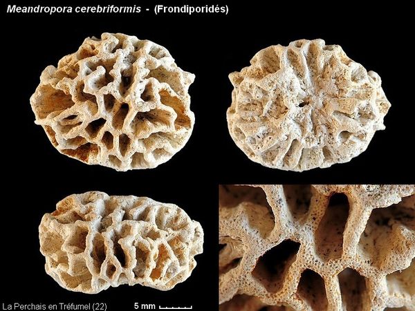 Meandropora cerebriformis Planche