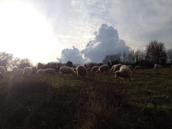 ROME-2015 0223