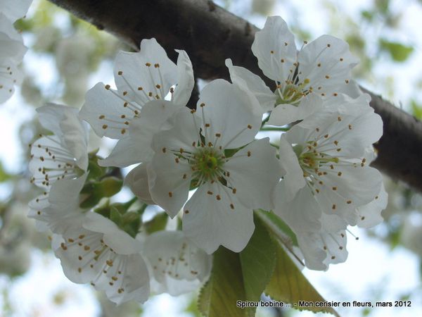 Cerisier-en-fleurs-2012-gros-plan.JPG