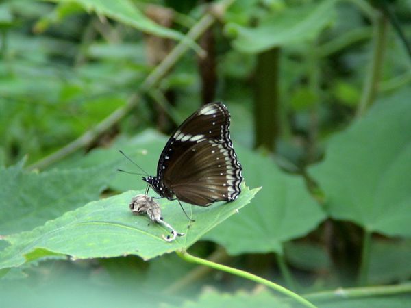 DSC06243.JPG
