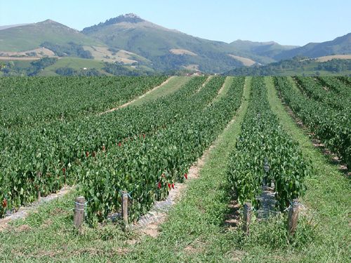 terroir-AOC1.jpg