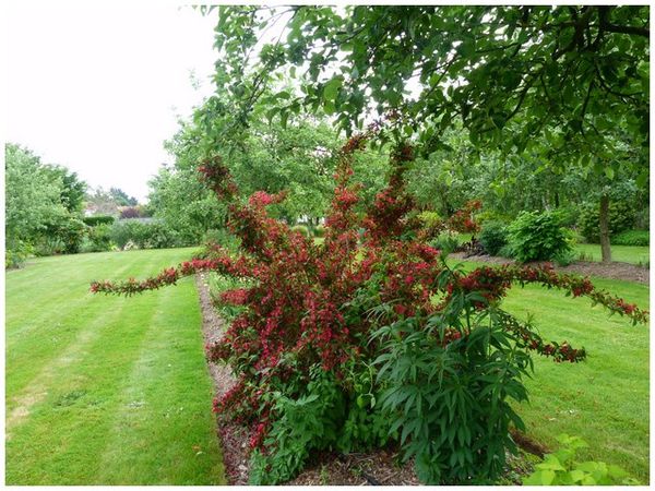 vue-jardin-au-milieu.jpg