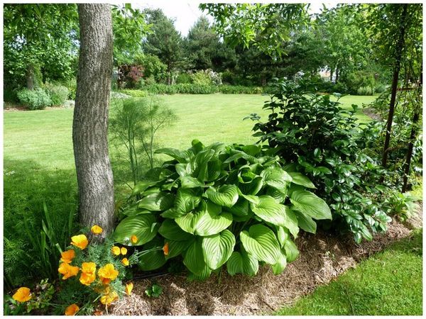 vue-sur-les-hostas.jpg