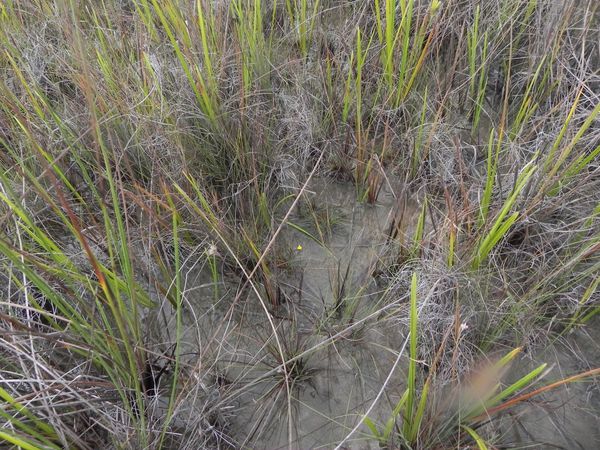 u - Utricularia nana - Carnivorous Plants of French Guyana