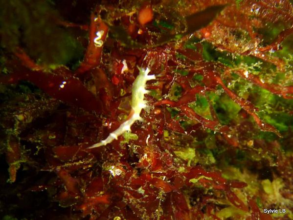 Nudibranche-Tritonia-nilsodhneri-sur-algues