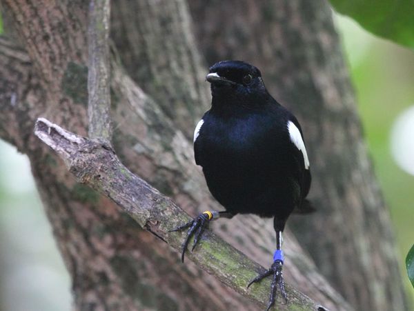 Pot-pourri-3099Magpie_Robin130610A.jpg