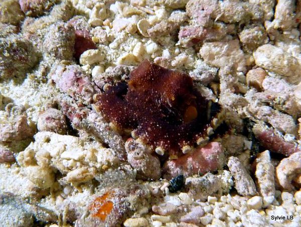 Poulpe-Octopus-dans-sable-coraux-7cm