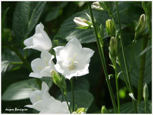 Lys blancs Fleurs du jardin