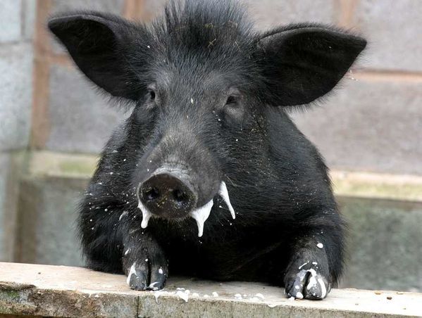 Pig