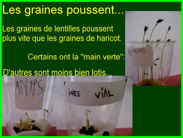 graines poussent 1